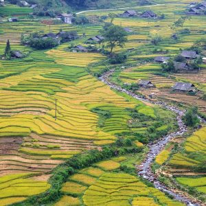 Plant Sapa Vietnam Lao Cai Nature Landscape