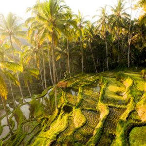 "The rice terraces of Tegallalang, Bali, Indonesia located near the town of Ubud."